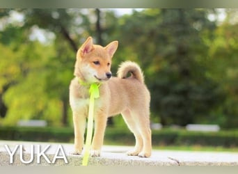 Wunderschöne Shiba-Inu-Welpen mit rotem Fell