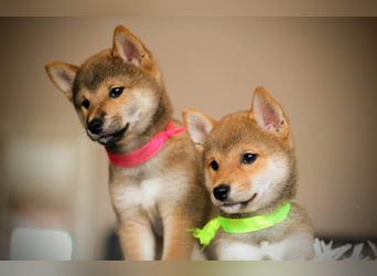 Wunderschöne Shiba-Inu-Welpen mit rotem Fell