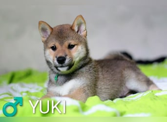 Wunderschöne Shiba-Inu-Welpen mit rotem Fell