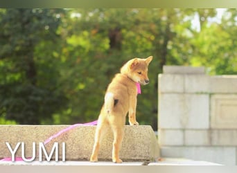 Wunderschöne Shiba-Inu-Welpen mit rotem Fell