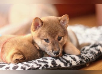 Wunderschöne Shiba-Inu-Welpen mit rotem Fell