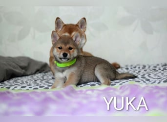 Wunderschöne Shiba-Inu-Welpen mit rotem Fell