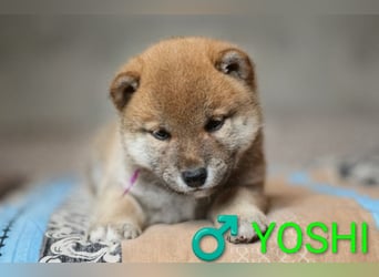 Wunderschöne Shiba-Inu-Welpen mit rotem Fell