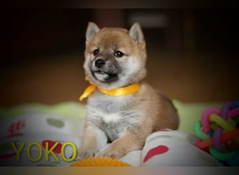 Wunderschöne Shiba-Inu-Welpen mit rotem Fell