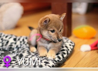 Wunderschöne Shiba-Inu-Welpen mit rotem Fell