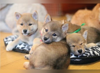 Wunderschöne Shiba-Inu-Welpen mit rotem Fell