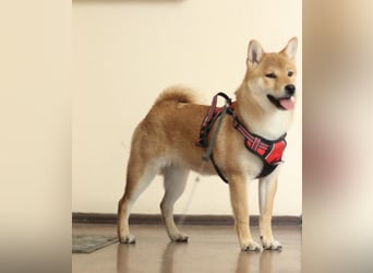 MEI Schöne rote Shiba inu Welpe   mit FCI dokumenten