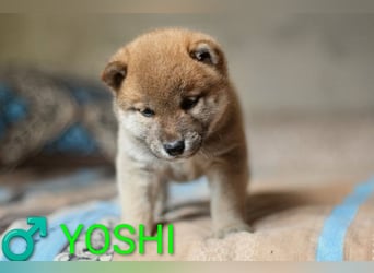 Wunderschöne Shiba-Inu-Welpen mit rotem Fell