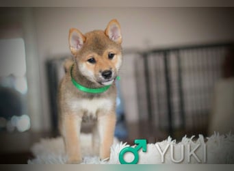 Wunderschöne Shiba-Inu-Welpen mit rotem Fell