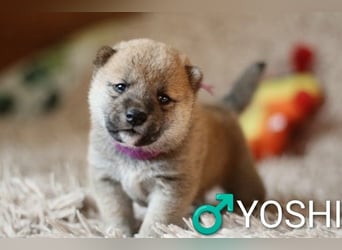 Wunderschöne Shiba-Inu-Welpen mit rotem Fell