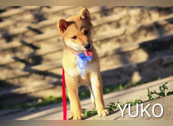 Wunderschöne Shiba-Inu-Welpen mit rotem Fell