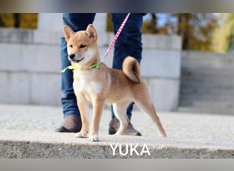 Wunderschöne Shiba-Inu-Welpen mit rotem Fell