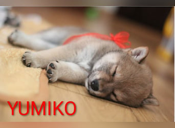 Wunderschöne Shiba-Inu-Welpen mit rotem Fell