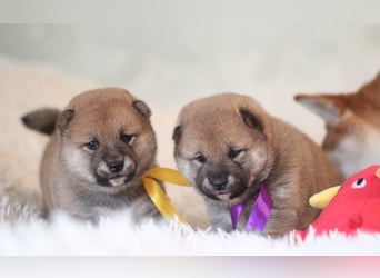 AYA, AMANE SHIBA INU WELPEN mit FCI dokumenten