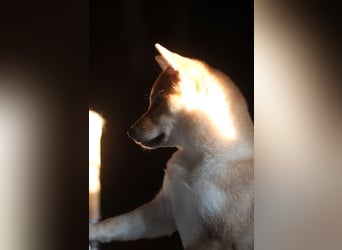 MEI Schöne rote Shiba inu Welpe   mit FCI dokumenten