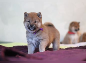 AYA, AMANE SHIBA INU WELPEN mit FCI dokumenten