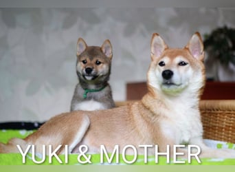 Wunderschöne Shiba-Inu-Welpen mit rotem Fell