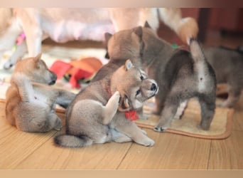 Wunderschöne Shiba-Inu-Welpen mit rotem Fell