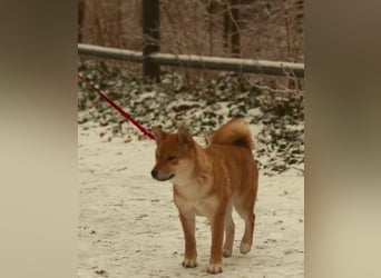 AMANE SHIBA INU WELPE mit FCI dokumenten