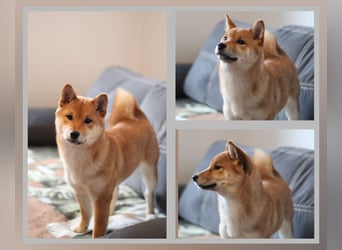 AMANE SHIBA INU WELPE mit FCI dokumenten