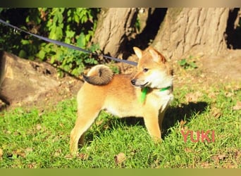 Wunderschöne Shiba-Inu-Welpen mit rotem Fell
