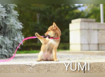 Wunderschöne Shiba-Inu-Welpen mit rotem Fell