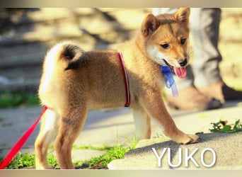 Wunderschöne Shiba-Inu-Welpen mit rotem Fell