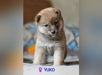 Wunderschöne Shiba-Inu-Welpen mit rotem Fell