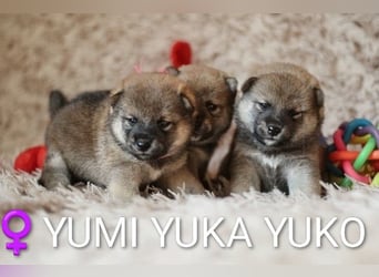 Wunderschöne Shiba-Inu-Welpen mit rotem Fell