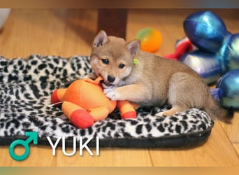 Wunderschöne Shiba-Inu-Welpen mit rotem Fell