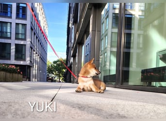 Wunderschöne Shiba-Inu-Welpen mit rotem Fell