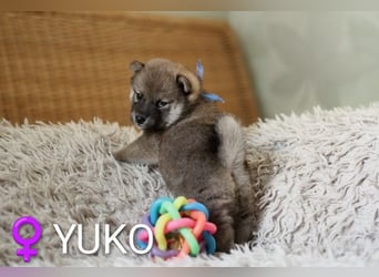 Wunderschöne Shiba-Inu-Welpen mit rotem Fell