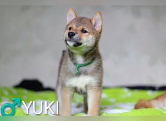 Wunderschöne Shiba-Inu-Welpen mit rotem Fell