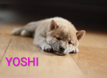 Wunderschöne Shiba-Inu-Welpen mit rotem Fell