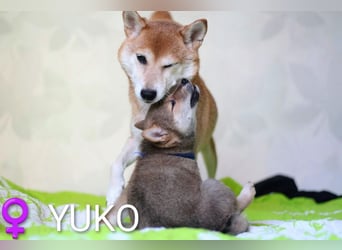 Wunderschöne Shiba-Inu-Welpen mit rotem Fell