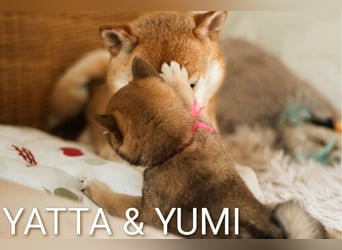 Wunderschöne Shiba-Inu-Welpen mit rotem Fell