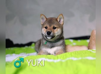 Wunderschöne Shiba-Inu-Welpen mit rotem Fell