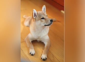 MEI Schöne rote Shiba inu Welpe   mit FCI dokumenten