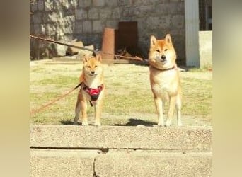AMANE hübsche Hündin der Rasse SHIBA INU mit rotem Fell mit FCI dokumenten