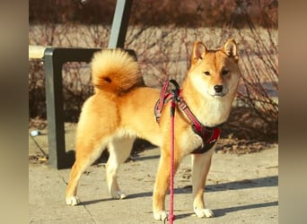 AMANE hübsche Hündin der Rasse SHIBA INU mit rotem Fell mit FCI dokumenten