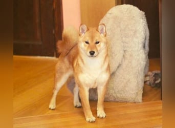 AMANE hübsche Hündin der Rasse SHIBA INU mit rotem Fell mit FCI dokumenten