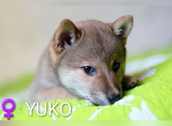 Wunderschöne Shiba-Inu-Welpen mit rotem Fell