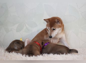 AYA, AMANE SHIBA INU WELPEN mit FCI dokumenten