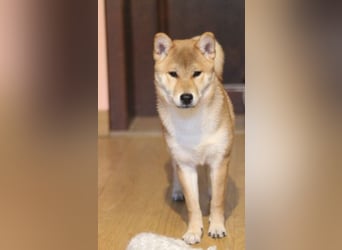 MEI Schöne rote Shiba inu Welpe   mit FCI dokumenten
