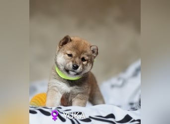 Wunderschöne Shiba-Inu-Welpen mit rotem Fell