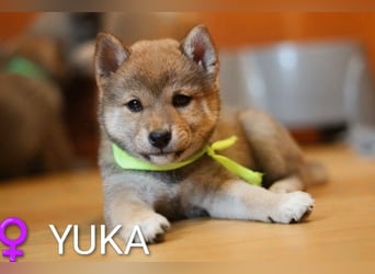 Wunderschöne Shiba-Inu-Welpen mit rotem Fell