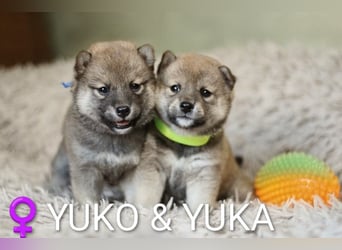 Wunderschöne Shiba-Inu-Welpen mit rotem Fell