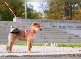 Wunderschöne Shiba-Inu-Welpen mit rotem Fell
