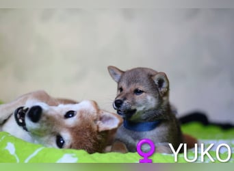 Wunderschöne Shiba-Inu-Welpen mit rotem Fell