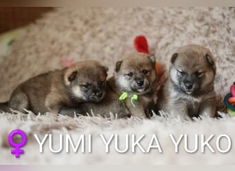 Wunderschöne Shiba-Inu-Welpen mit rotem Fell